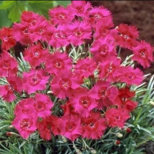 Goździk siny 'Emmen' (Dianthus gratianopolitanus) 1