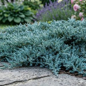 Jałowiec płożący 'Blue Carpet' Juniperus horizontalis