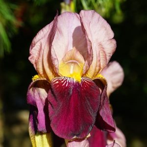 Kosaciec bródkowy 'Indiana Chief' Iris germanica