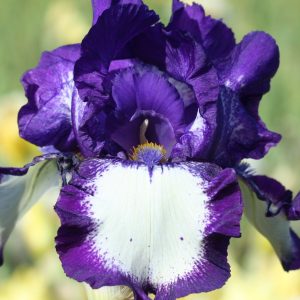 Kosaciec bródkowy 'Stepping Out' Iris germanica