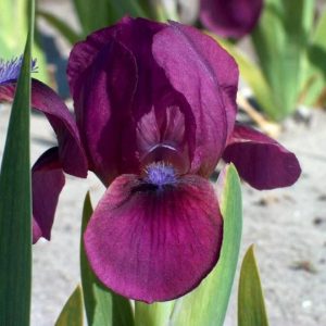 Kosaciec niski 'Fuzzy' Iris pumila