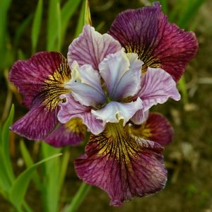 Kosaciec syberyjski Painted Woman Iris sibirica 3