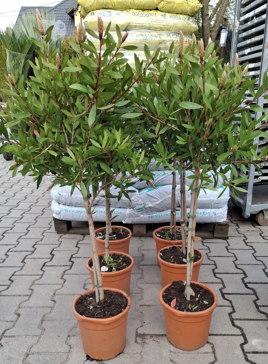 Kuflik na pniu - obrazek 2