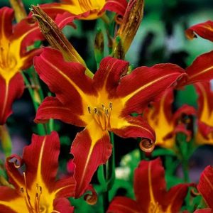 Liliowiec 'Autumn red'