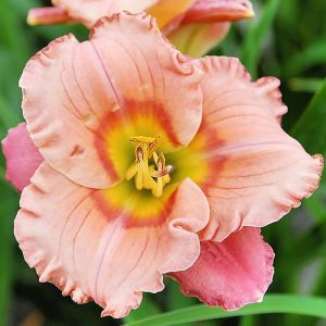 Liliowiec 'Elegant Candy'