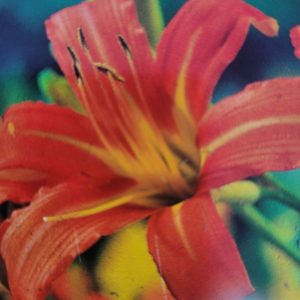 Liliowiec rdzawy 'Europa'