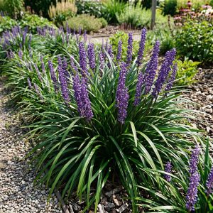 Liriope szafirkowe 'Moneymaker' Liriope muscari