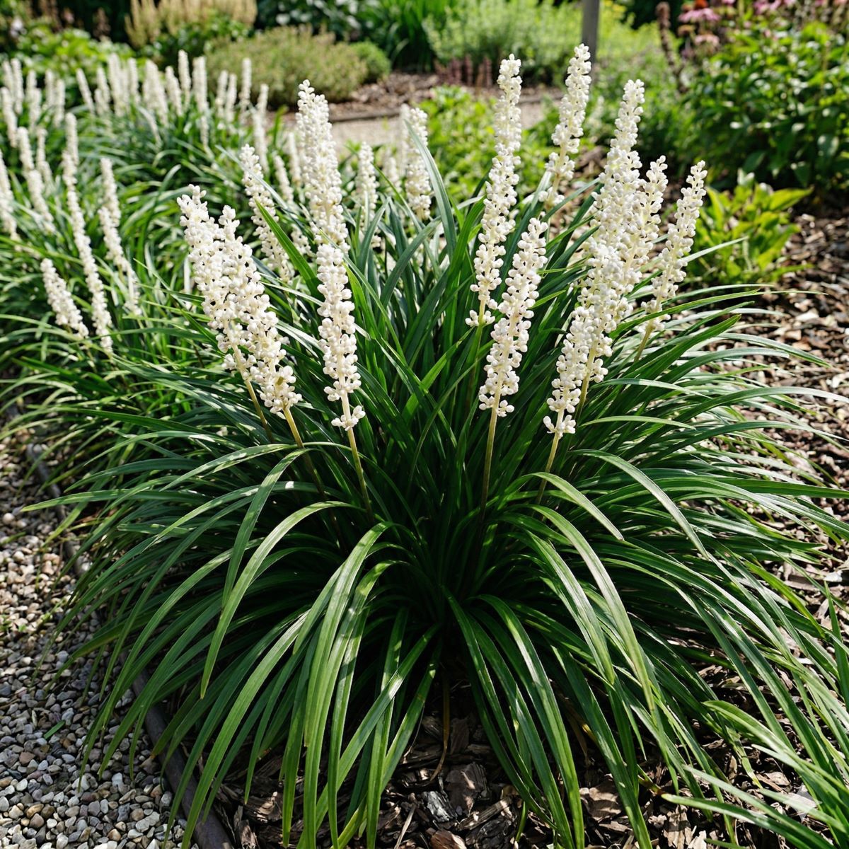 Liriope szafirkowe 'Monroe White' Liriope muscari