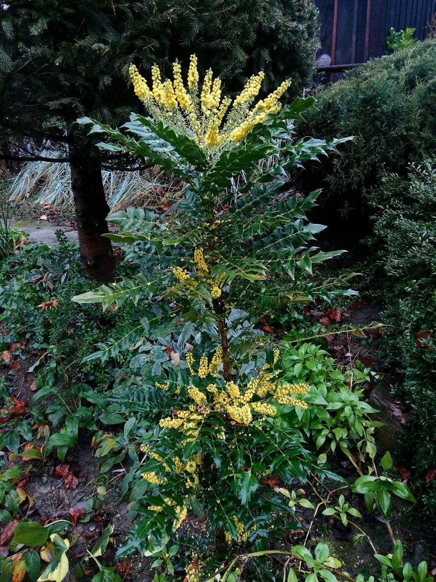 Mahonia pośrednia 'Charity' Mahonia ×media 'Charity' 2