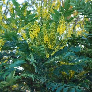 Mahonia pośrednia 'Charity' Mahonia ×media 'Charity'