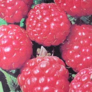 Malina 'Glen Ample' -5sztuk