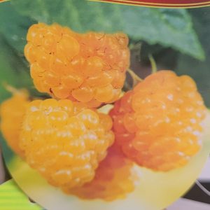 Malina żółta 'poranna rosa'1