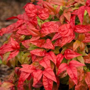 Niebiański Bambus FirePower Nandina Domestica 1