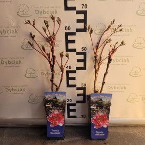 Piwonia drzewiasta 'Shima Nishiki' -biało-czerwona