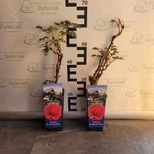 Piwonia drzewiasta 'Wu Long Peng Sheng' - czerwona