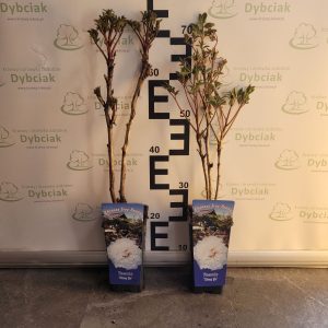 Piwonia drzewiasta 'Xiang Yu' - biała