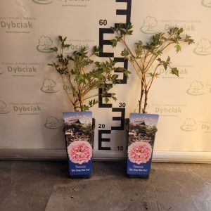 Piwonia drzewiasta 'Yin Hong Qiao Dui' -rózowa