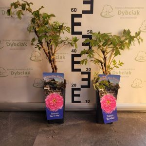 Piwonia drzewiasta'Rou Fu Rong' - różowa