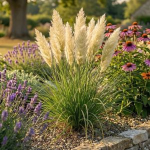 Trawa pampasowa 'Tiny Pampa' Cortaderia selloana