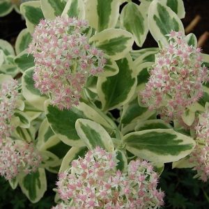 sedum erythrostictum frosty morn rozchodnik