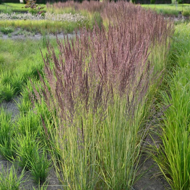 Calamagrostis acutiflora AVALANCHE