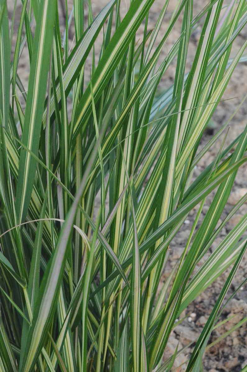 Calamagrostis acutiflora AVALANCHE (2)
