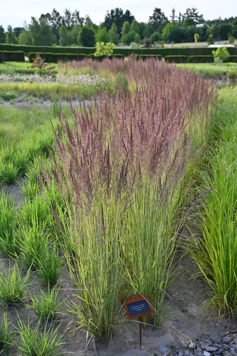 Calamagrostis acutiflora AVALANCHE