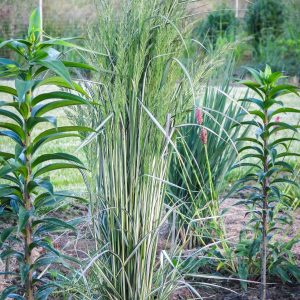 Calamagrostis acutiflora LIGHTNING STRIKE