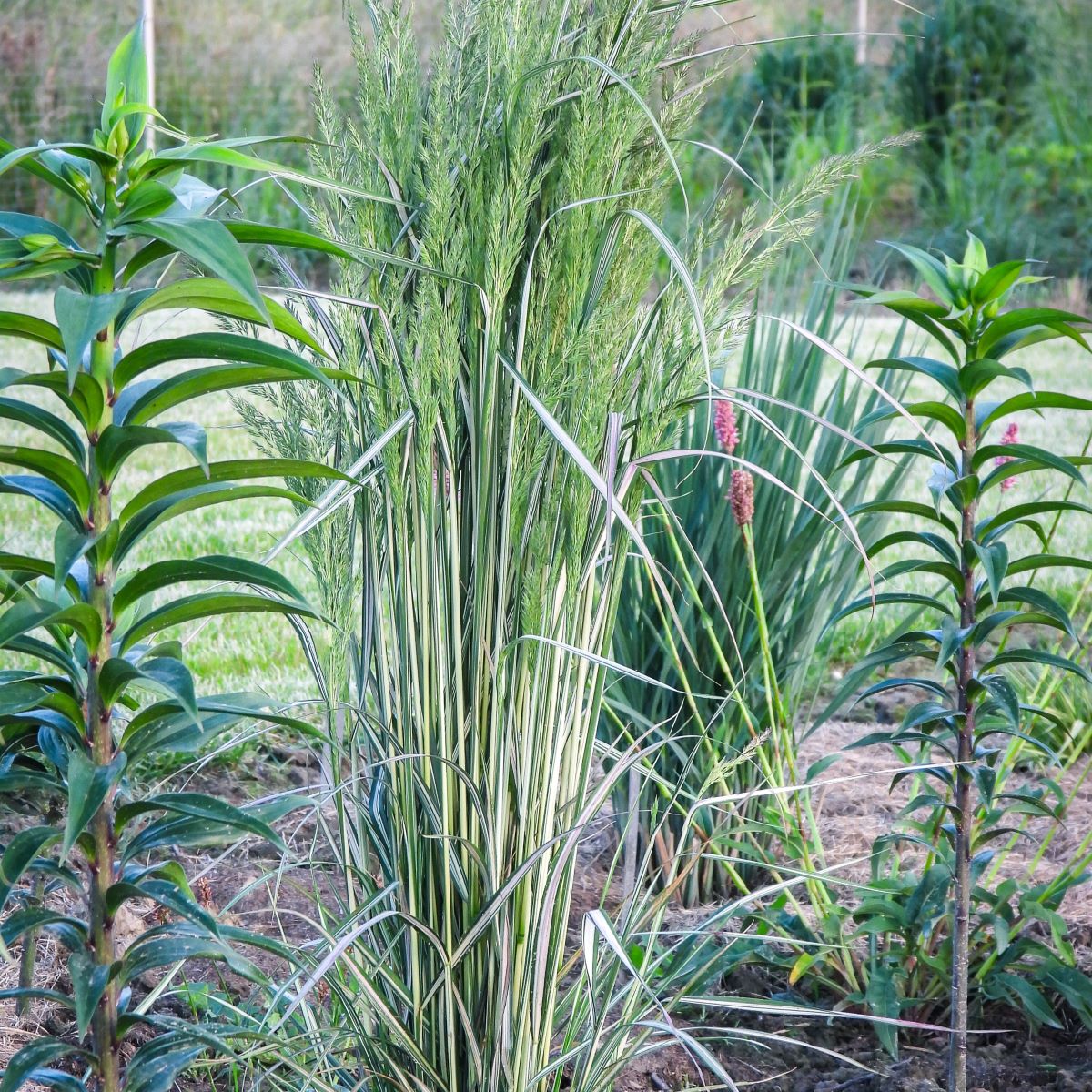 Calamagrostis acutiflora LIGHTNING STRIKE