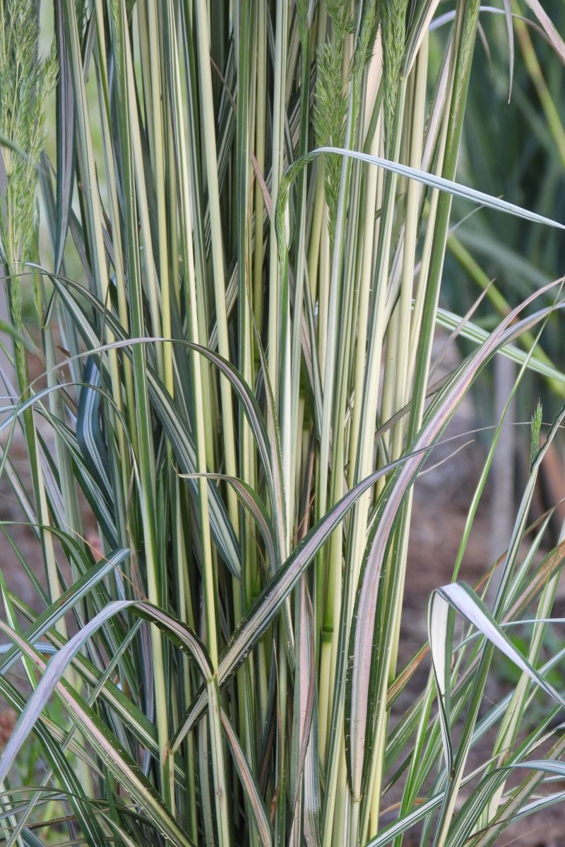 Calamagrostis acutiflora LIGHTNING STRIKE (2)