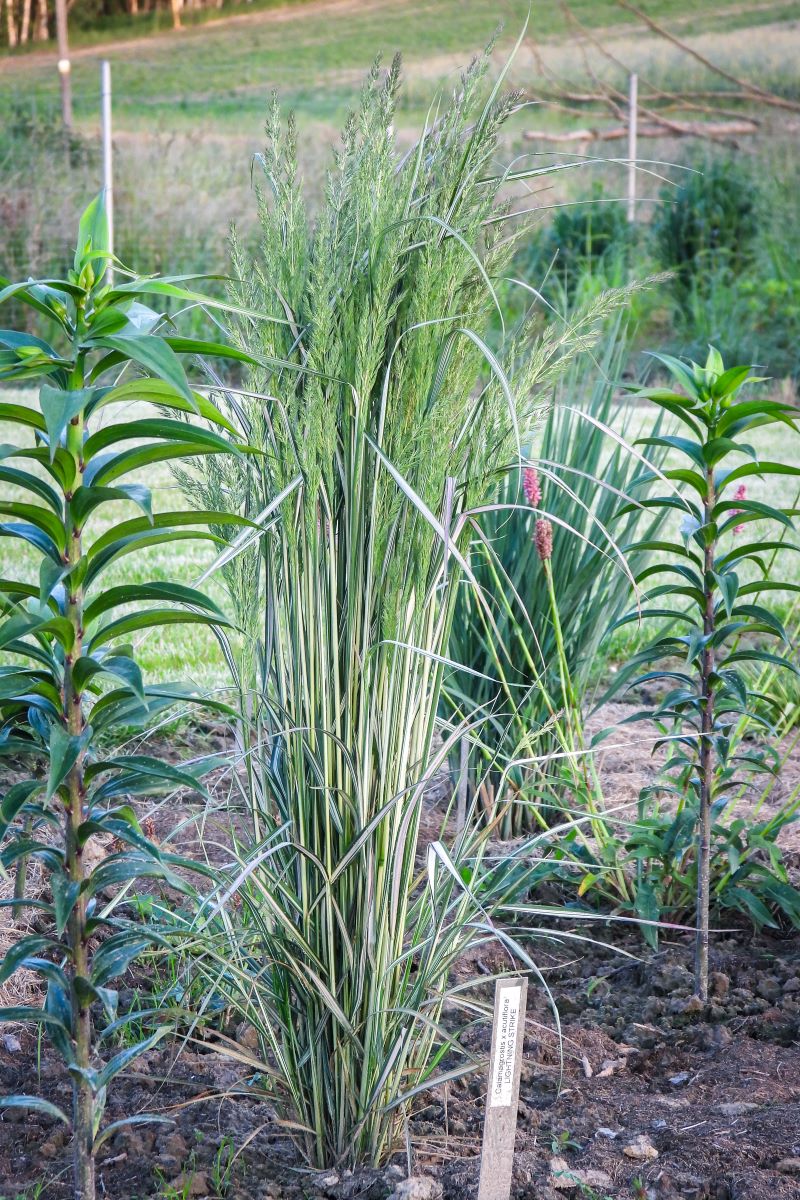 Calamagrostis acutiflora LIGHTNING STRIKE (2)