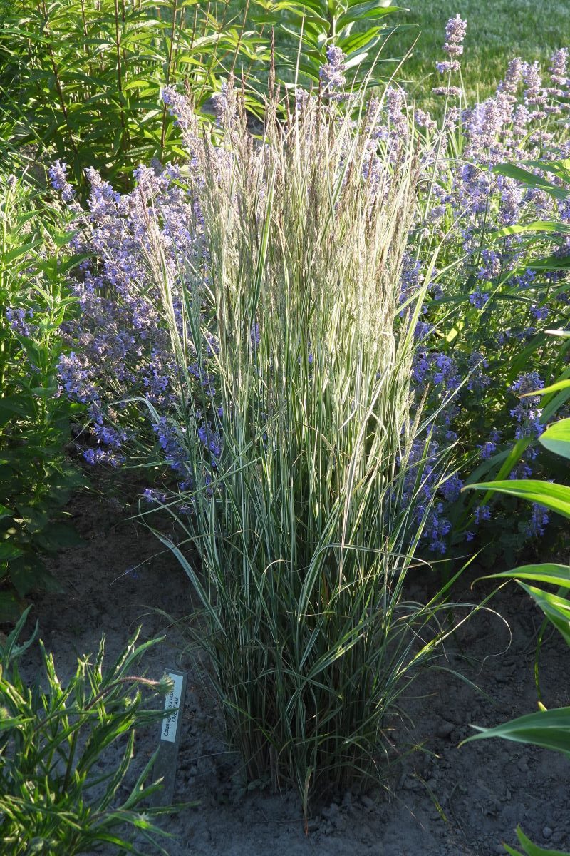 Calamagrostis x acutiflora OVERDAM (3)