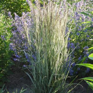 Calamagrostis x acutiflora OVERDAM