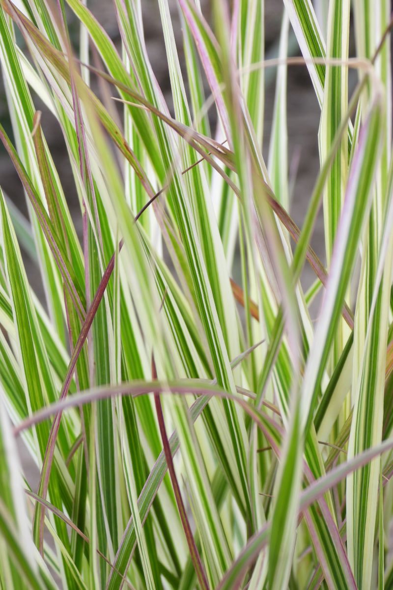 Calamagrostis xacutiflora OVERDAM