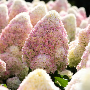 Hortensja bukietowa 'Living Summer Love'