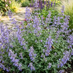 Kocimiętka Faassena Nepeta × faassenii