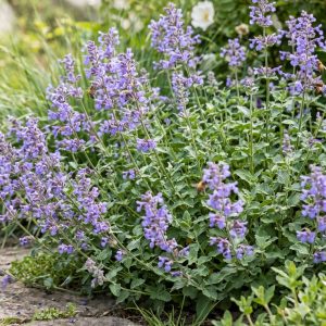 Kocimiętka groniasta Nepeta racemosa