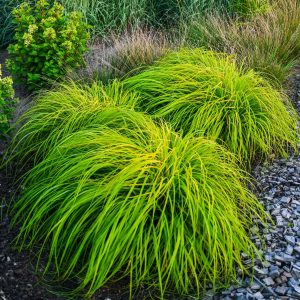 Pennisetum alopecuroides SOL rozplenica japońska