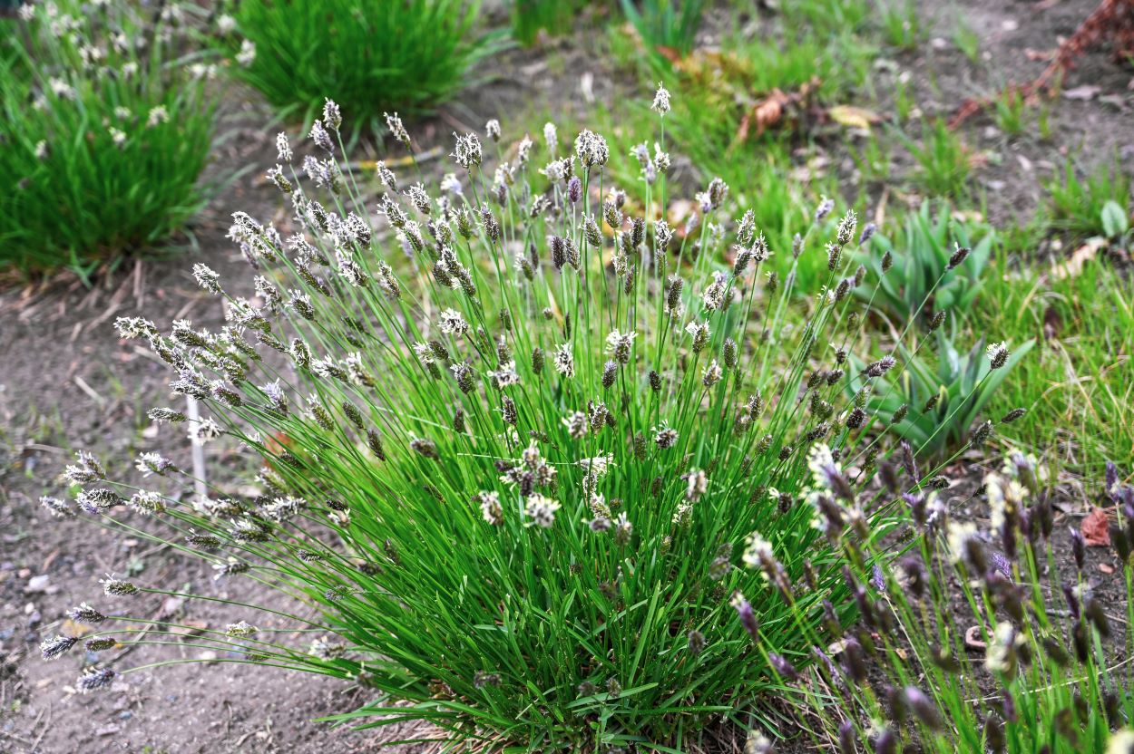 Sesleria heufleriana