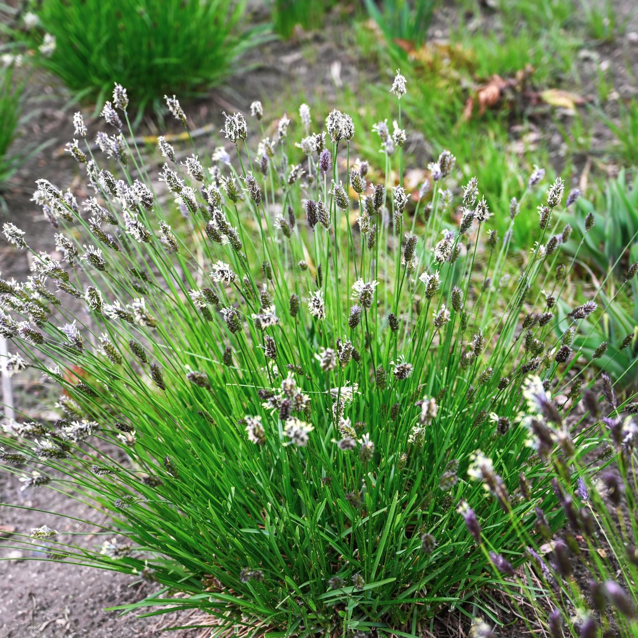 Sesleria heufleriana1