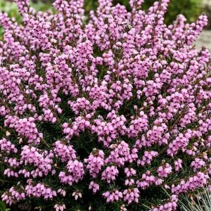 Wrzosiec darlejski 'Jenny Porter'