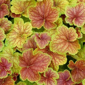 Żurawka Heuchera 'Delta Dawn'
