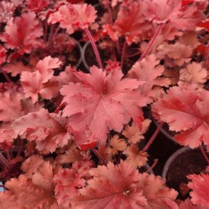 Żurawka Huchera 'Cherry Truffles'