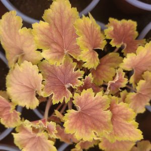 Żurawka Huchera 'Delta Dawn'