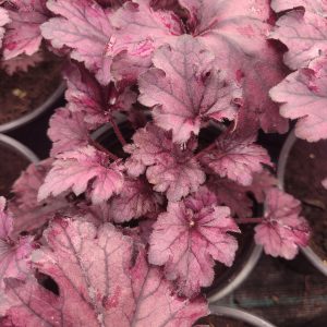 Żurawka Huchera 'Forever Purple'