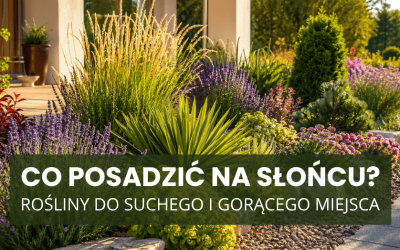 Co posadzić na słońcu? Rośliny do suchego i gorącego miejsca