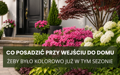 Co posadzić przy wejściu do domu, żeby było kolorowo już w tym sezonie