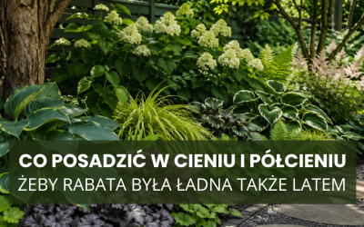 Co posadzić w cieniu i półcieniu, żeby rabata była ładna także latem
