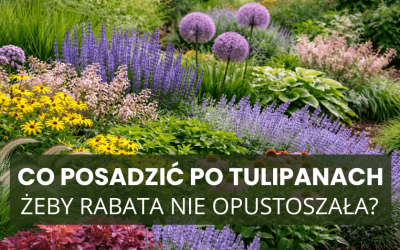 Co posadzić po tulipanach, żeby rabata nie opustoszała?