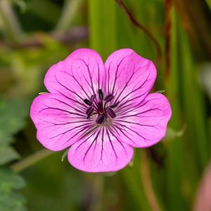 Bodziszek 'pink penny' geranium hybrida